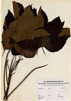 藏品(大戟科)的圖片
